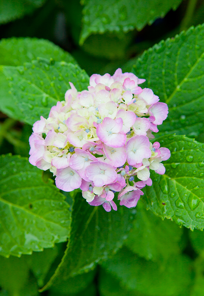 雨に濡れる紫陽花